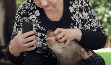 Remote access to veterinarians